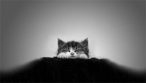 wallpaper-monochrome-cat-01